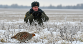 На Дону закрыли охоту на серую куропатку до весны: защита от вымирания