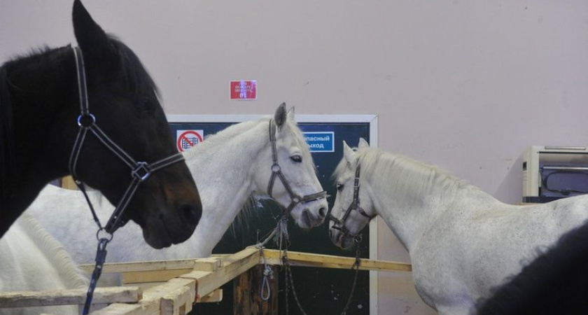 Ростовский ипподром закрывают 28 ноября, не дождавшись обещанного нового комплекса