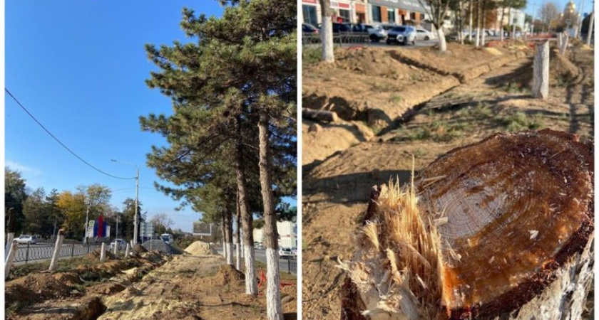 Губернатор Ростовской области лично запретил спил деревьев после варварского уничтожения 30 здоровых 60-летних сосен в Новочеркасске