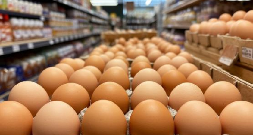 «Благояр» купил мёртвую 4 года птицефабрику под Зерноградом: всё поголовье уничтожили из-за гриппа