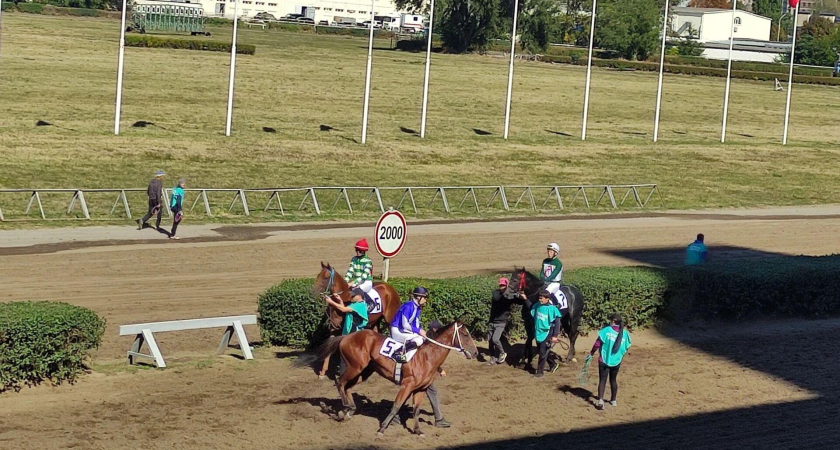 «Скажется неизбежно»: 1,4 тысячи человек за два дня подписали петицию о спасении ростовского ипподрома