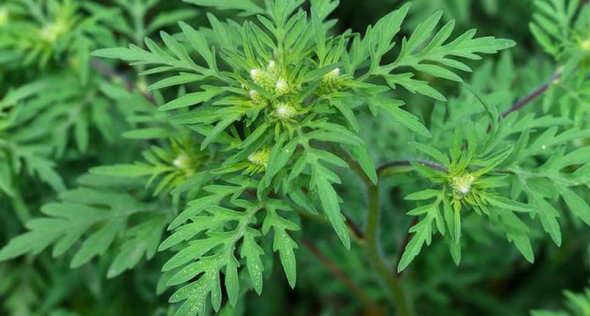 85 тонн подсолнечника в Ростове заражены сорняком, убивающим культурные растения