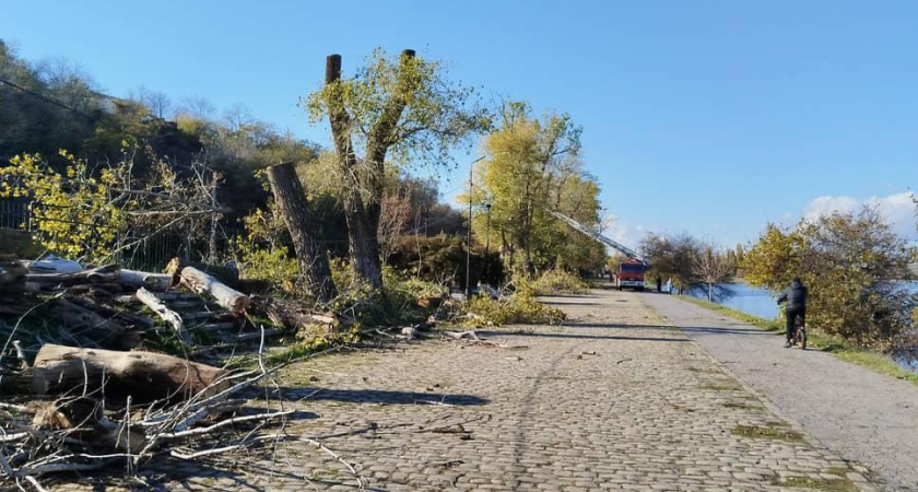 В Таганроге спилили деревья по новым правилам губернатора после скандала с 30 соснами