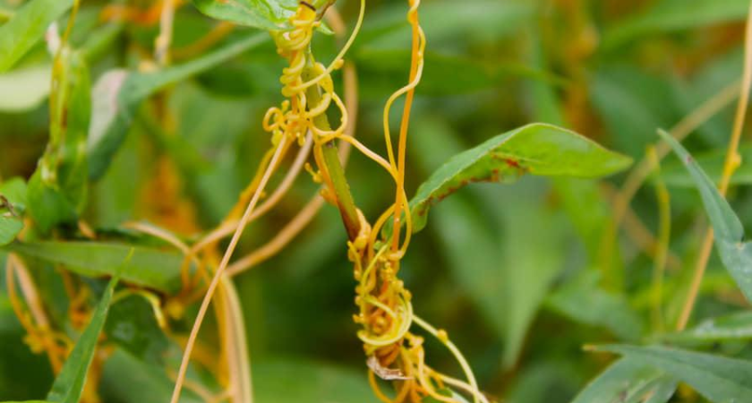 202 гектара под запретом: в Ростовской области ввели жёсткие ограничения из-за опасного сорняка