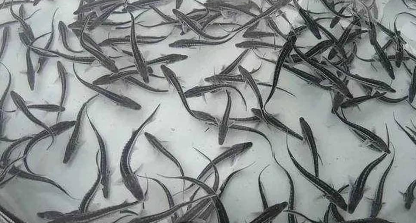 Популяция осетровых в Ростовской области восстанавливается после многолетнего запрета на лов