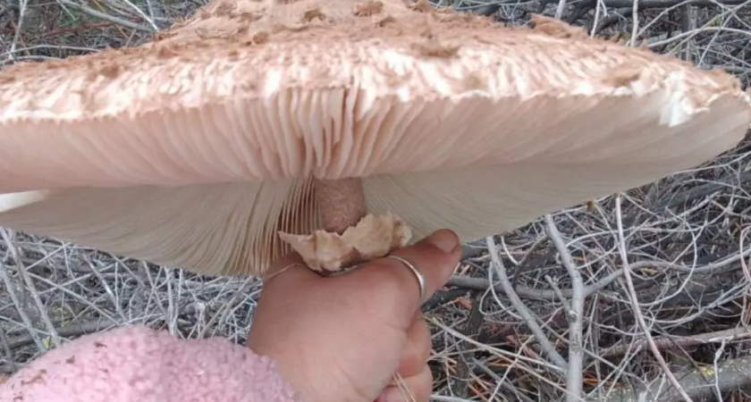 Грибы-зонтики до 40 см заполонили Ростовскую область: как не спутать съедобные с ядовитыми