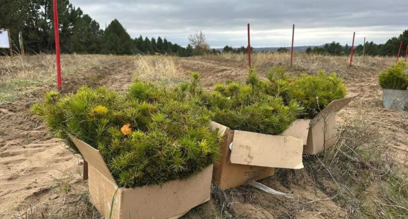 60 деревьев в память о 13 Героях: в малолесной Ростовской области стартовала осенняя высадка