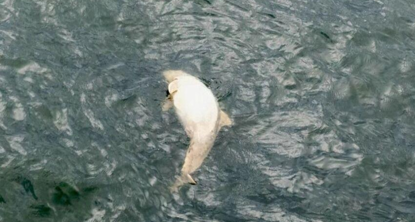 Мертвая азовка всплыла у Беглицы: моряки сняли на видео редкую морскую свинью