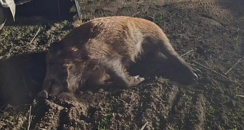 Браконьер с тепловизором расстрелял 8 кабанов в Ростовской области: ущерб превысил миллион