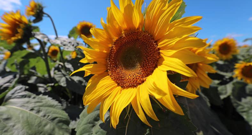 11,8 тысячи тонн подсолнечного шрота из Ростовской области ушли в Грузию за три дня