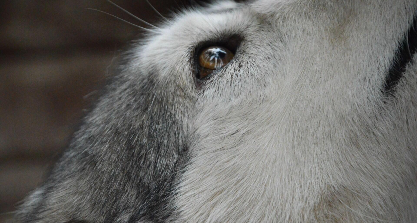 «Угрозы нет, если всё правильно»: ростовский ветеринар о чипировании питомцев с 2026 года