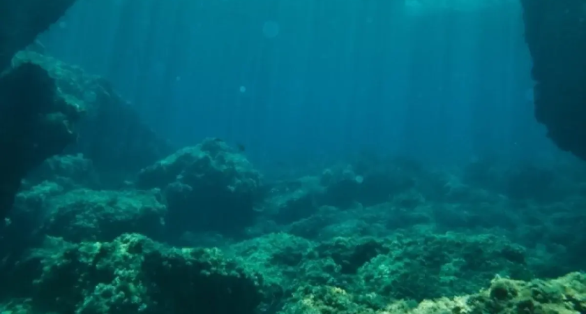 Впервые в России: мраморные раки из Крыма угрожают экосистеме — ученые РАН бьют тревогу