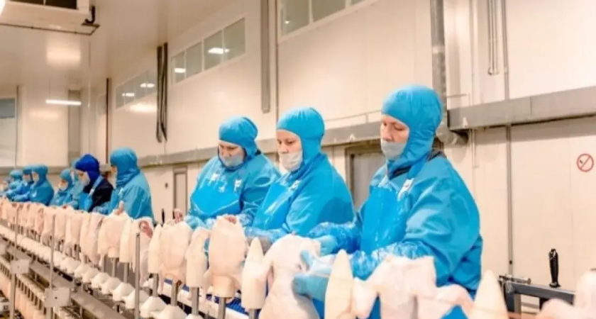 Дон поставил в Китай 24 тонны куриных субпродуктов: как проверяли груз на границе