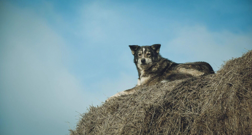«Останется формальностью»: зоозащитница из Ростова раскрыла главный изъян закона о чипировании