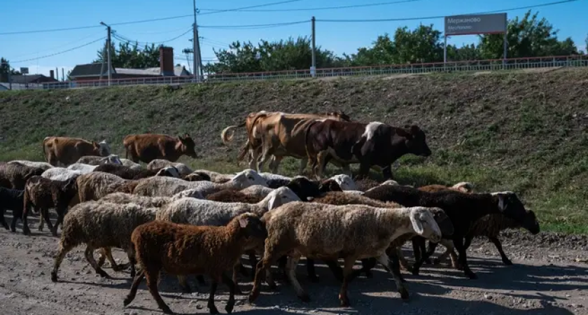 300 тысяч гектаров пастбищ распахали под пшеницу: селяне платят 3000 рублей за рулон сена