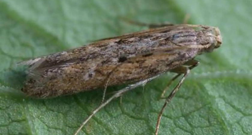 Ростовская область победила вредителей: карантин после 12 лет наблюдений снят с 1400 га