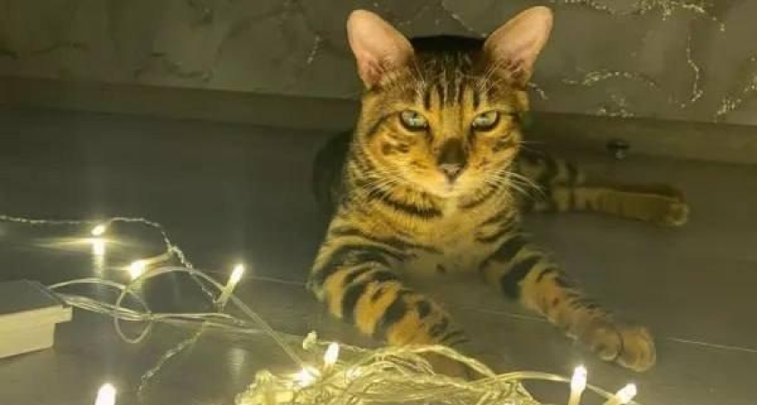 Ростов, Сальск и Зерноград обесточены: противоаварийная автоматика вырубила половину региона