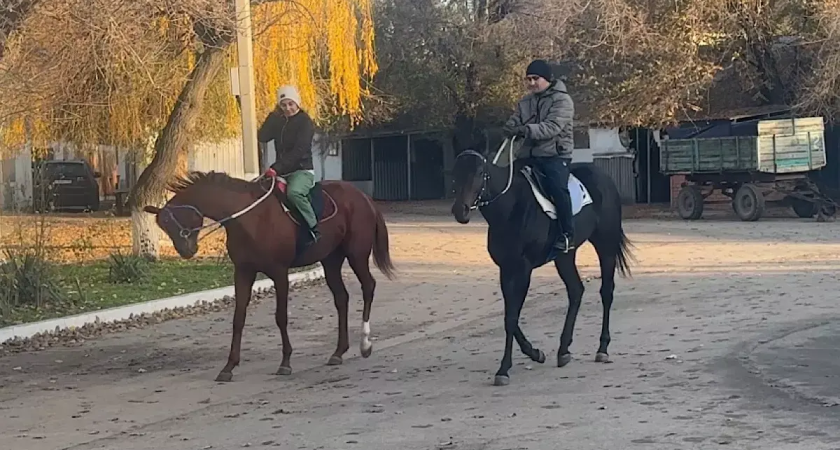«40 лет здесь, никуда не уйду»: конники с 20 тоннами сена готовы бороться за ростовский ипподром до конца