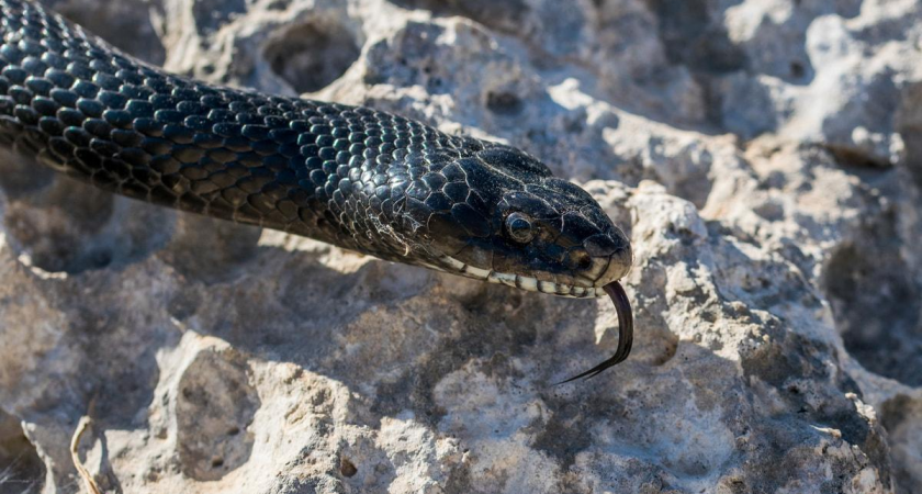 Ядовитые змеи из Калмыкии захватывают Ростовскую область из-за потепления