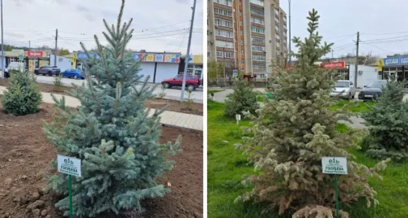 Именная ель экс-губернатора Голубева засохла через год: табличка осталась на мертвом дереве