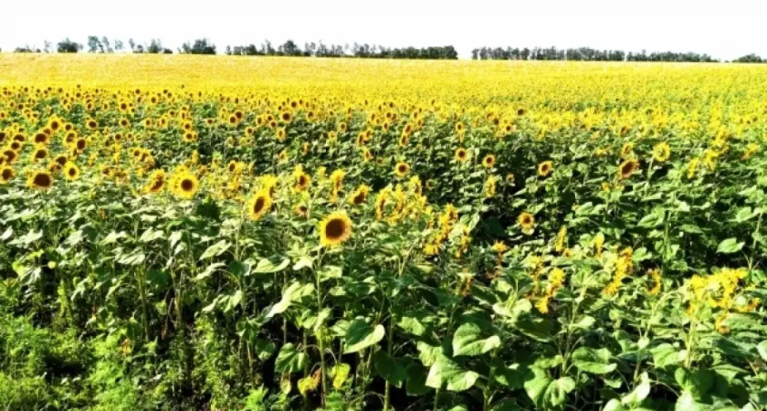 3,5 тысячи тонн подсолнечника заражены карантинным сорняком в Азовском районе