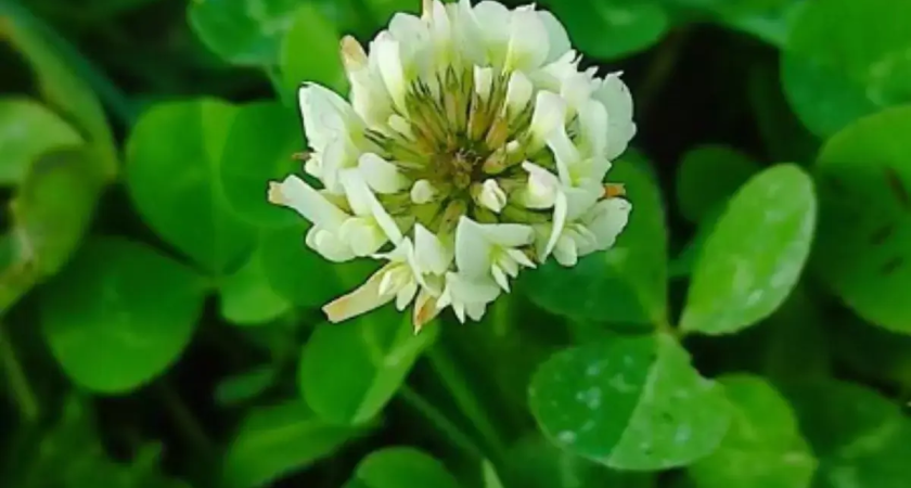 В ноябре розы и сирень расцвели при +20: Ростовскую область охватила аномальная весна