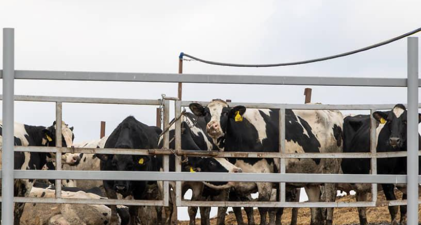 731 нарушение за год: животноводы Дона игнорируют ветеринарный учет