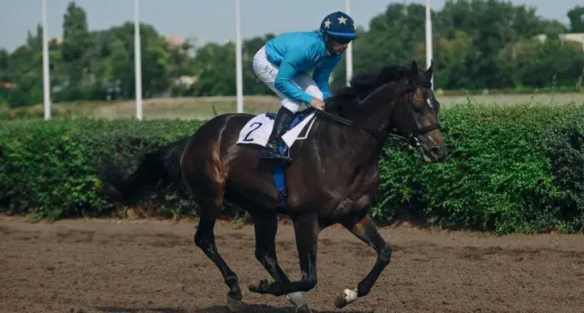 Прокуратура выявила ошибку 2020 года: вековой ипподром Ростова незаконно лишили статуса ОКН