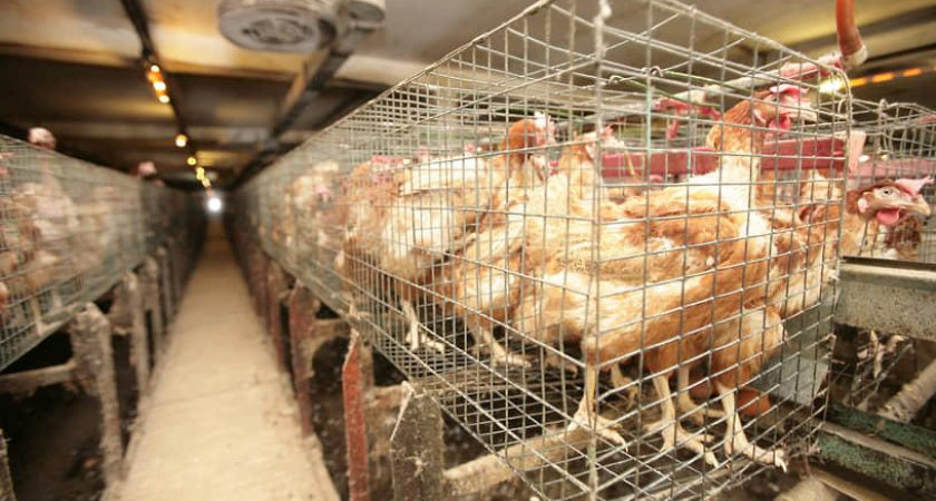 От Таджикистана до Анголы: Ростов за неделю отправил 155 тонн курятины на четыре континента