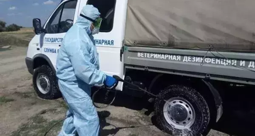 Три месяца в изоляции: в Ростовской области отменили карантин по бешенству