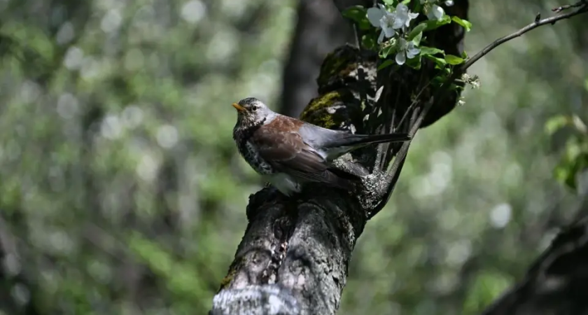 Парк «Дружба» в Ростове вырастет на 9 тысяч кв.м зелени к 2026 году