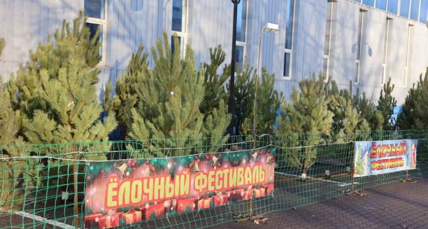 В Таганроге откроют 22 елочных базара на 13 адресах к Новому году