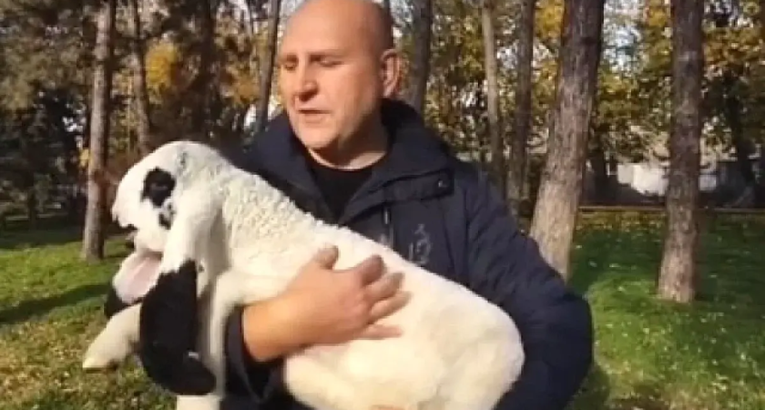 Рекордное пополнение: в Ростовском зоопарке впервые родились сразу четыре ягнёнка редких лойских овец