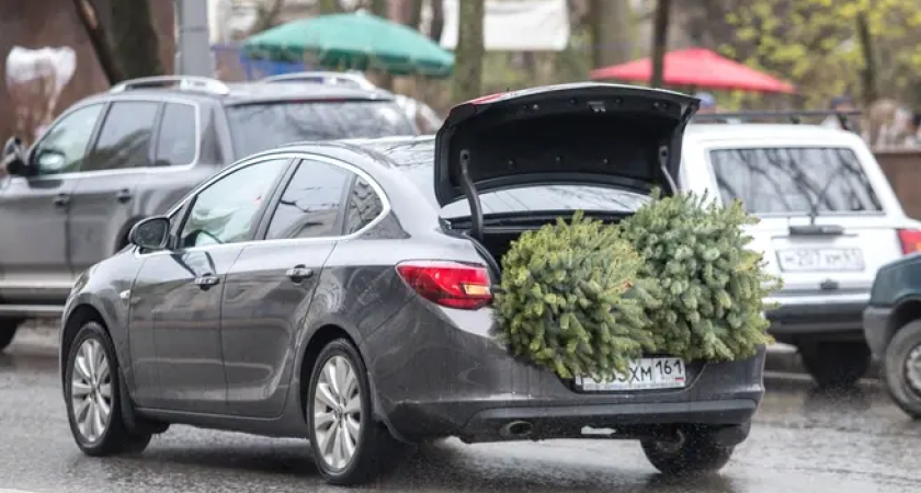 Бесплатная ёлка по закону: ростовчане могут срубить дерево с 15 по 31 декабря