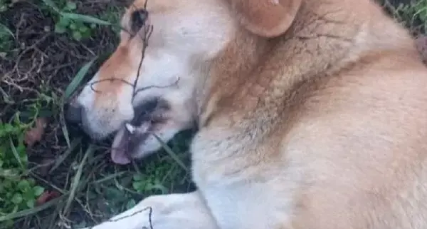 Снайпер из окна: житель Суворовского расстреливает собак у детской площадки