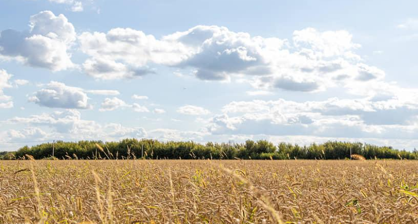 Суд запретил фирме вывозить 7,5 тысячи тонн зерна без карантинных сертификатов