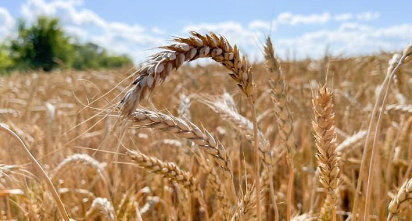 Донские фермеры массово переходят на М2М: умных устройств в АПК на треть больше