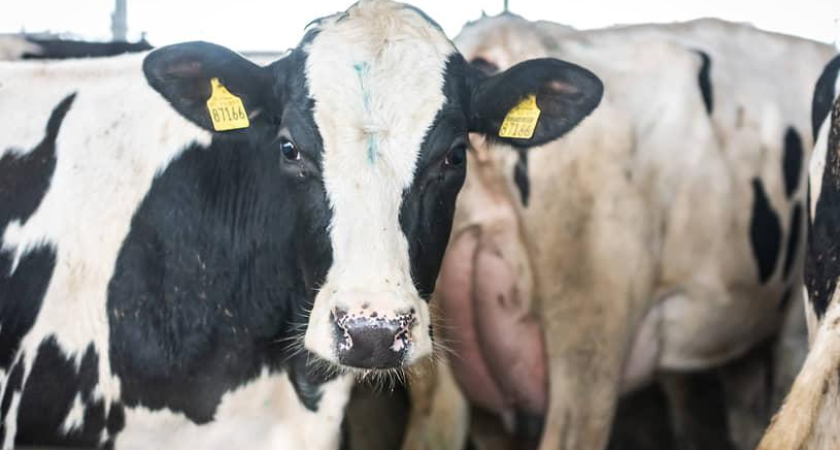 На Дону вакцинировали 23 млн животных: втрое больше из-за вспышек болезней