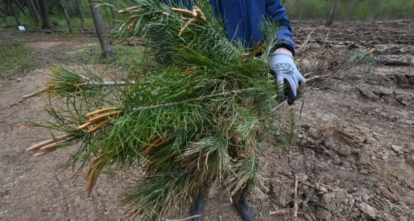 630 деревьев и историческое наследие: Новочеркасск обновляется в 2026 году