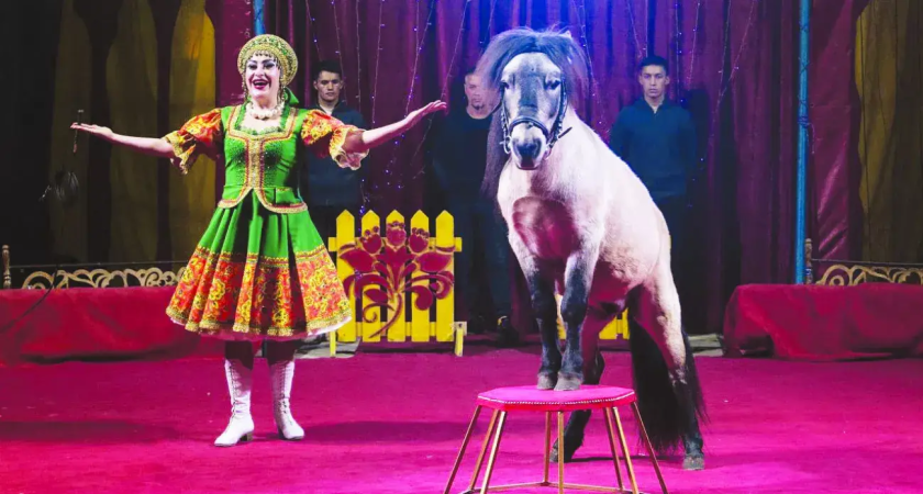 Что год Драконов готовит судьба, если слушать предсказания цирковых слонов