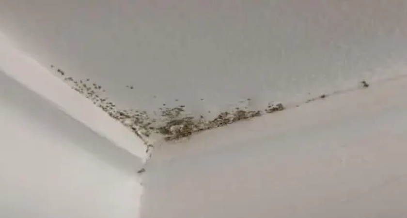 «Температура 16°C и плесень»: Жители Стачки 215/2 месяц мёрзнут после аварии на ТЭЦ-2, но платят за тепло полностью