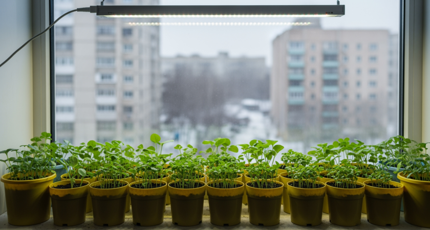 Семена на губке: простой способ вырастить мощную рассаду перцев в холодное время года