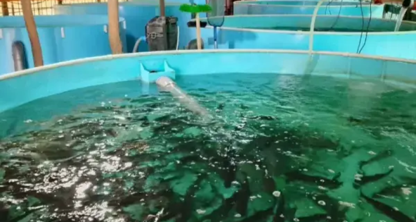 «Бизнес под ключ»: рыбоводный комплекс с производством премиальной икры продают за 150 млн в хуторе Лесном