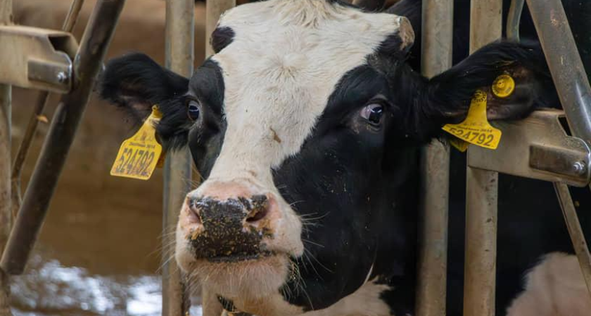 Безопасные молочные деликатесы: более 9 тонн донской продукции успешно прошли проверку перед отправкой в Абхазию