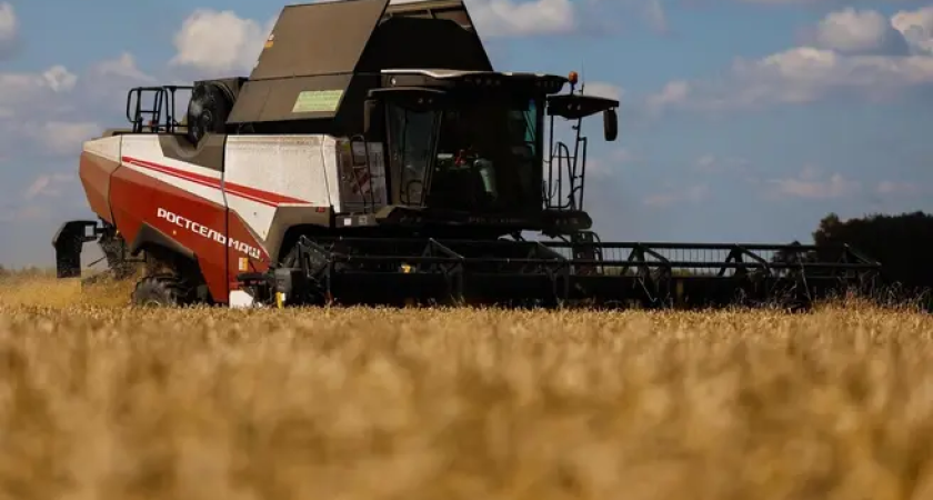 Драматическое падение: фермеры Ростовской области выращивают пшеницу в убыток при 10-кратном обвале рентабельности