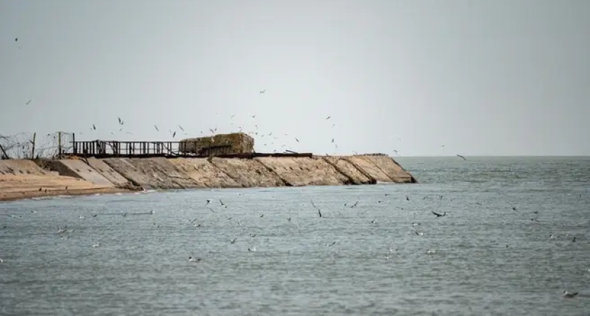 Тихое вторжение: три вида моллюсков из Чёрного моря захватывают Таганрогский залив