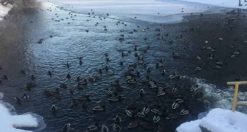 «Рыбный Армагеддон»: в жилом районе Ростова обнаружили горы гниющей рыбы, но наказать виновных невозможно