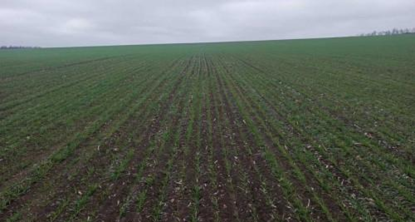 Рекордные 2,87 млн гектаров озимой пшеницы в Ростовской области: 99,8% посевов взошли успешно