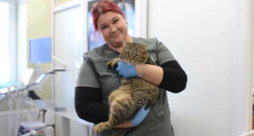 «Мартовский кот»: в Ростове стерилизация подешевеет на треть