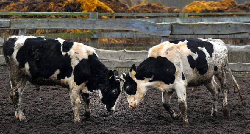 8 млрд рублей не спасли: АПК Ростовской области показал худший результат
